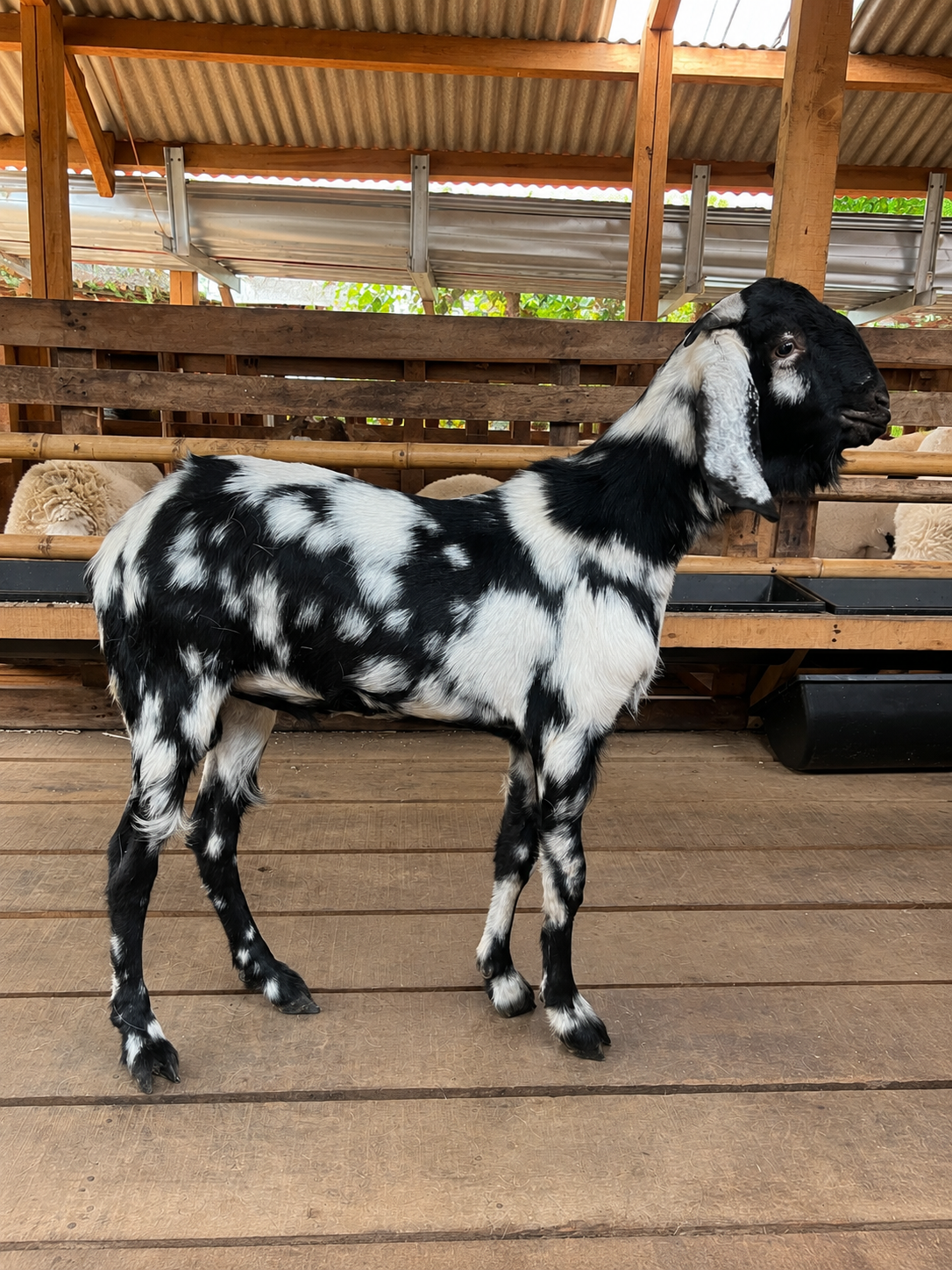 Kambing Jawa Totol