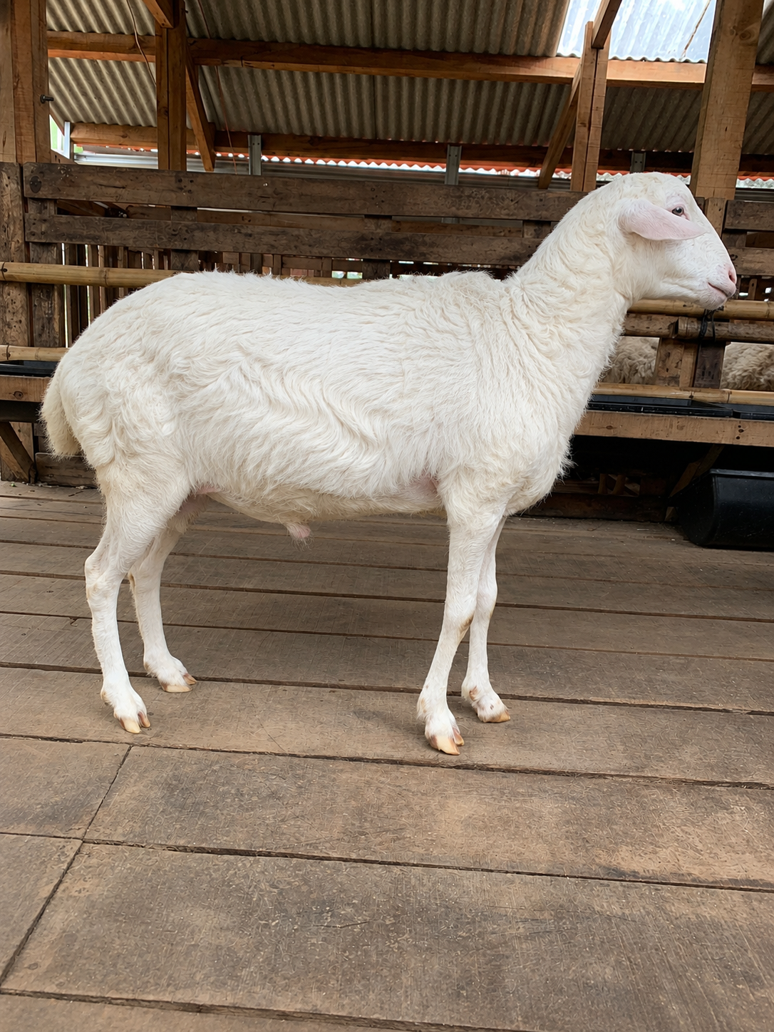 Domba Dugul