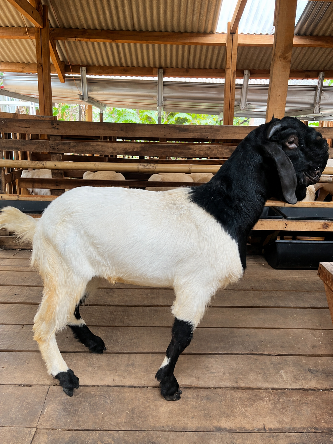 Kambing Jawa