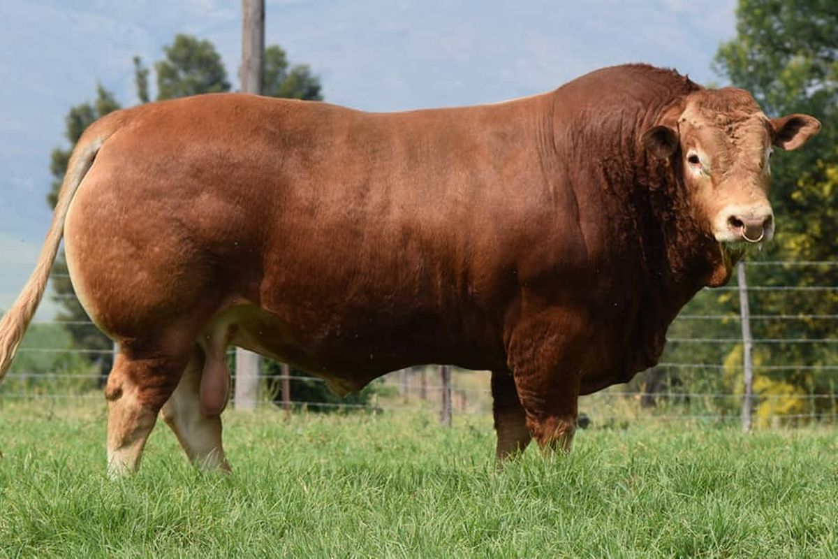 Sapi Limousin Grade A