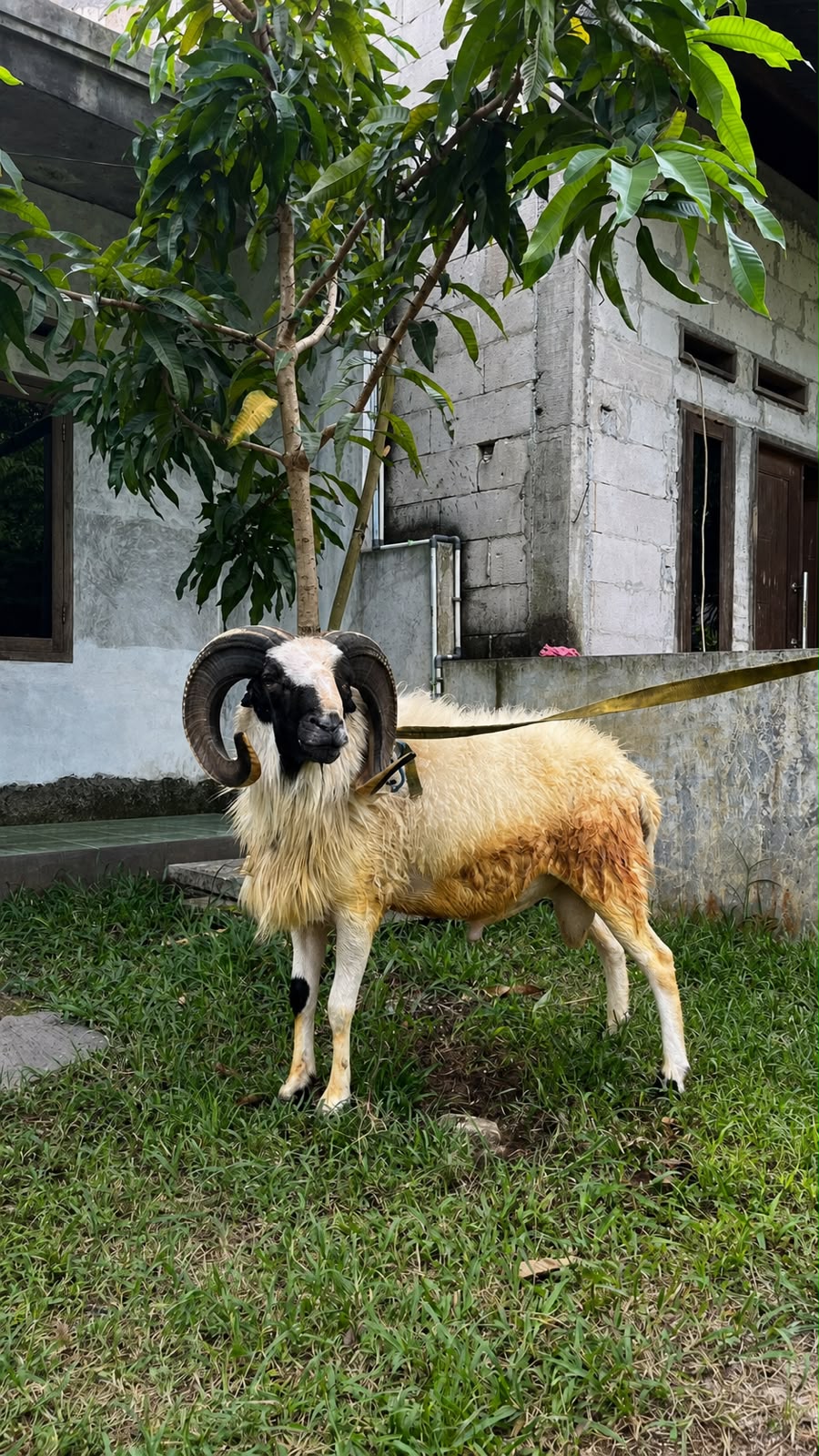 Domba Garut
