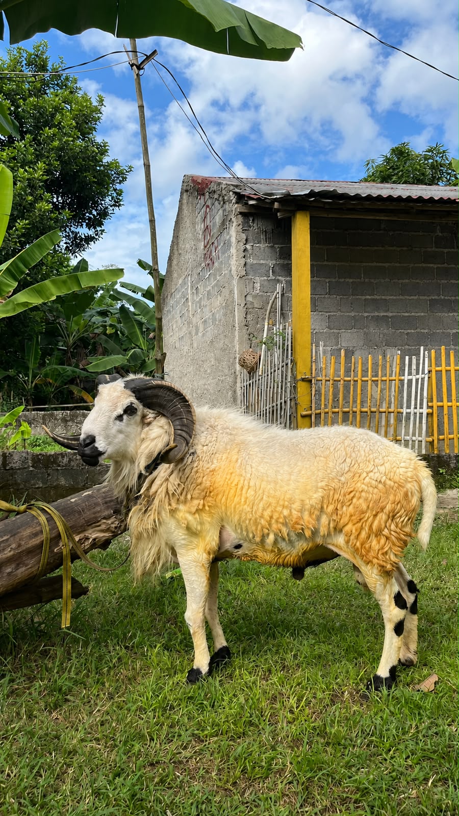 Domba Garut